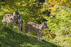 eurasian greywolves
