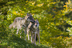 eurasian greywolves