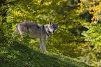 eurasian greywolf