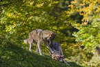 eurasian greywolves