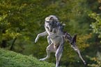 eurasian greywolf