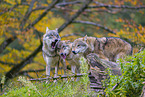 eurasian greywolves
