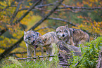 eurasian greywolves
