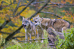 eurasian greywolves
