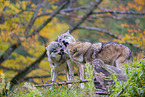 eurasian greywolves