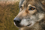 eurasian greywolf