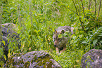 eurasian greywolf