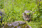 eurasian greywolf