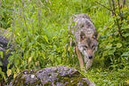 eurasian greywolf