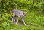 eurasian greywolf