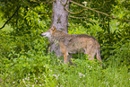 eurasian greywolf