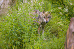 eurasian greywolf