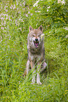 eurasian greywolf