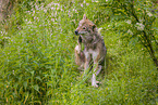 eurasian greywolf