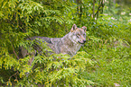 eurasian greywolf