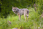 eurasian greywolf
