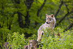 eurasian greywolf
