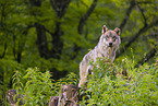 eurasian greywolf