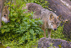 eurasian greywolves