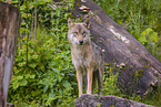 eurasian greywolf