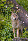 eurasian greywolf