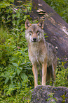 eurasian greywolf