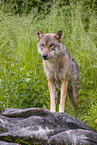 eurasian greywolf
