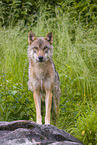 eurasian greywolf