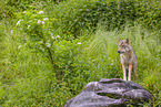 eurasian greywolf