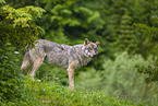 eurasian greywolf