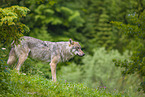 eurasian greywolf