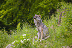 eurasian greywolf