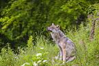 eurasian greywolf