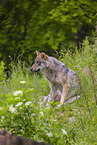 eurasian greywolf