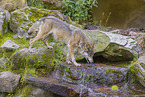 eurasian greywolf