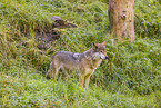 eurasian greywolf