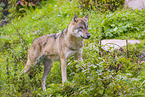 eurasian greywolf