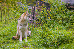 eurasian greywolf