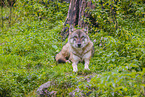 eurasian greywolf