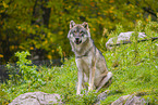 eurasian greywolf