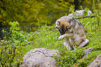 eurasian greywolf