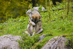 eurasian greywolf