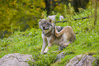 eurasian greywolf