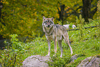 eurasian greywolf