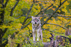 eurasian greywolf