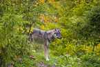 eurasian greywolf