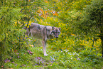 eurasian greywolf