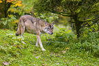 eurasian greywolf