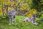 eurasian greywolves