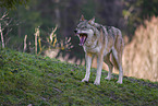 eurasian greywolf